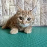 アメリカンショートヘア