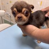 チワワ(ロング)