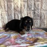 ミニチュアダックスフンド(ロング)