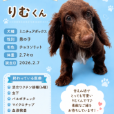 ミニチュアダックスフンド(ロング)