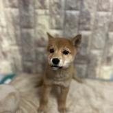 柴犬