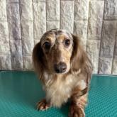 ミニチュアダックスフンド(ロング)