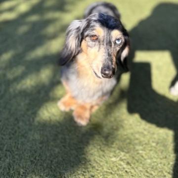 犬 × 中部／東海 × ミニチュアダックスフンド(ロング)の里親募集一覧