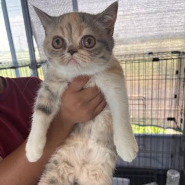 猫 × エキゾチックショートヘアの里親募集一覧｜ハグー -みんなの