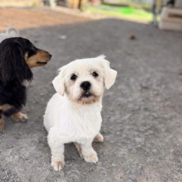 犬 × 滋賀県 × マルチーズの里親募集一覧｜ハグー -みんなのペット里親情報