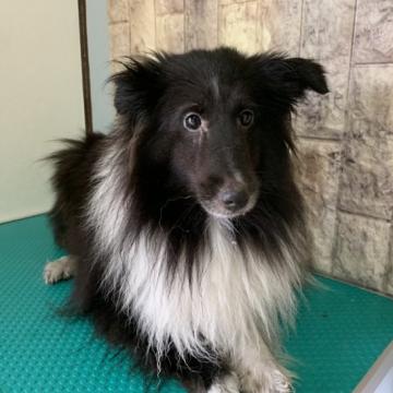 犬 × 静岡県 × シェットランドシープドッグの里親募集一覧｜ハグー