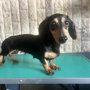 犬 × 新潟県 × ミニチュアダックスフンド(ロング)の里親募集一覧