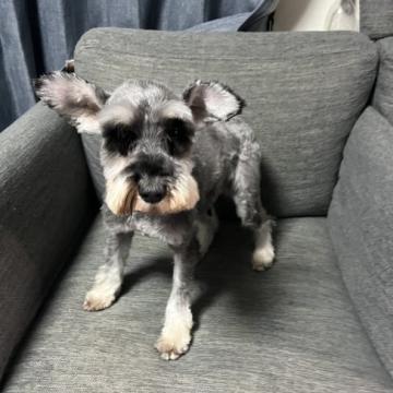 犬 × 茨城県 × ミニチュアシュナウザーの里親募集一覧｜ハグー