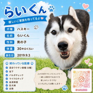 犬 × シベリアンハスキーの里親募集一覧｜ハグー -みんなのペット里親情報