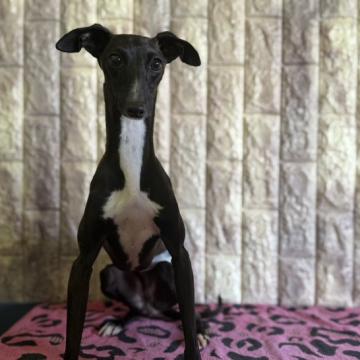 犬 × 和歌山県 × イタリアングレーハウンドの里親募集一覧｜ハグー