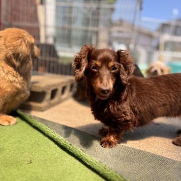 犬 × ミニチュアダックスフンド(ロング) × 単身者可,高齢者可の里親
