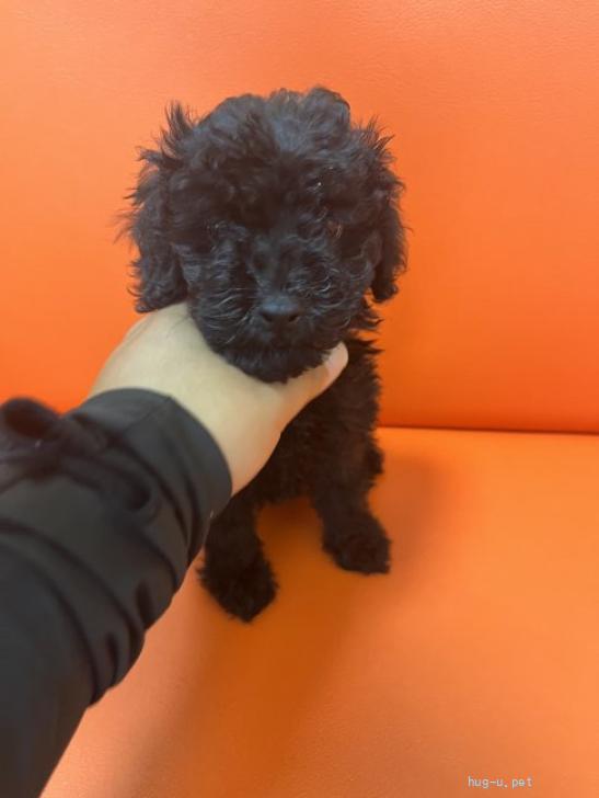 犬の里親募集】静岡県・トイプードル・ブラックプードル（ID:2507