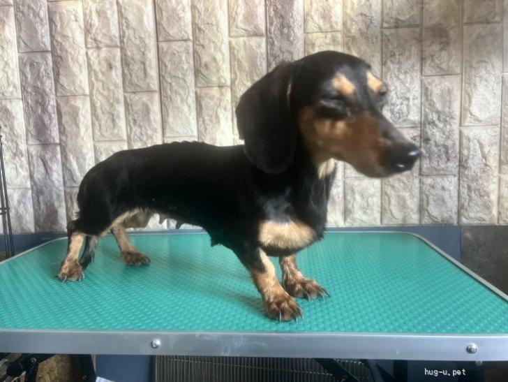犬の里親募集】静岡県・ミニチュアダックスフンド(ロング)・スムース