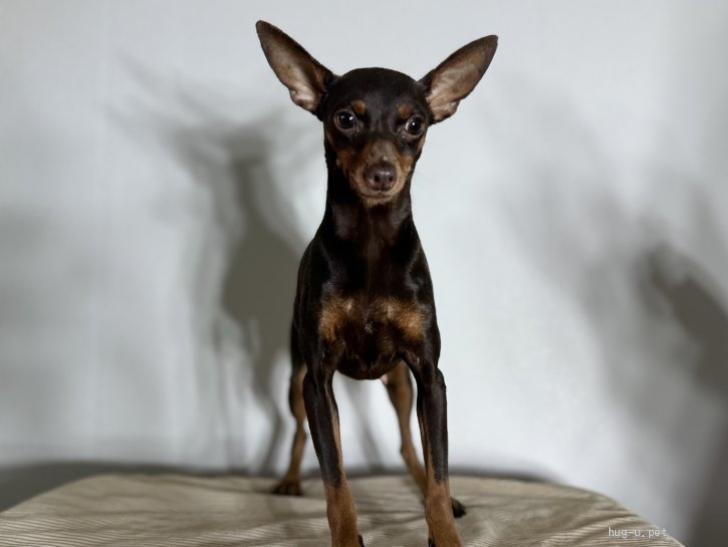 pet_img_2_6uf3swl1idpi.jpg