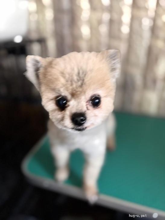 犬の里親募集】静岡県・ポメラニアン・小さなポメラニアン（ID:2603