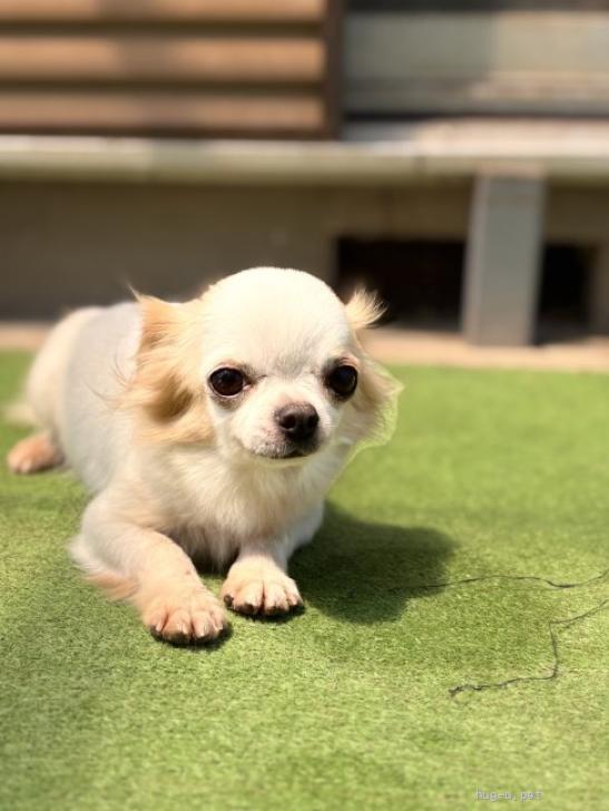 犬の里親募集】静岡県・チワワ(ロング)・みくちゃん（ID:2605-01098
