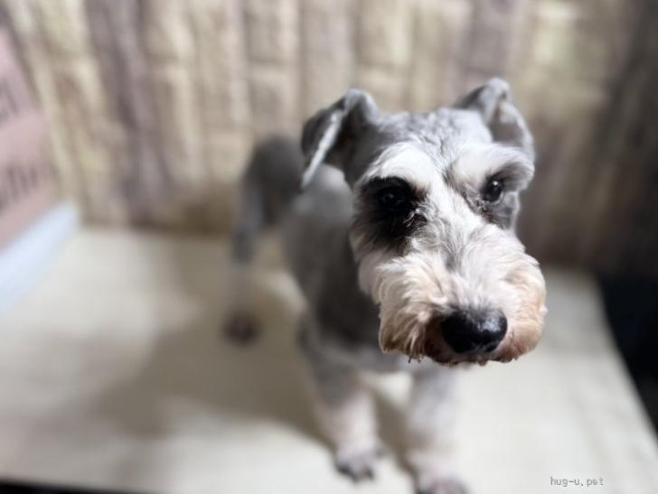 犬の里親募集】静岡県・ミニチュアシュナウザー・ここちゃん（ID:2509