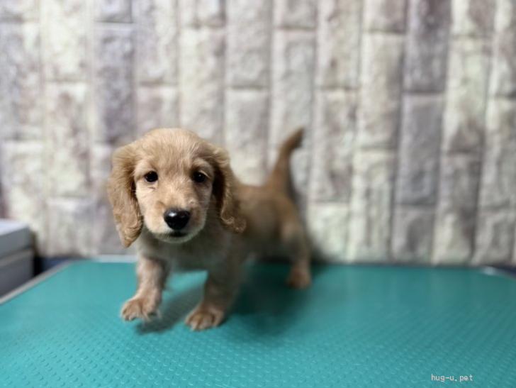 犬の里親募集】静岡県・ミニチュアダックスフンド(ロング)・さとるくん