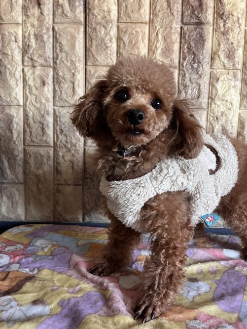 犬の里親募集】静岡県・トイプードル・可愛い（ID:2601-00920