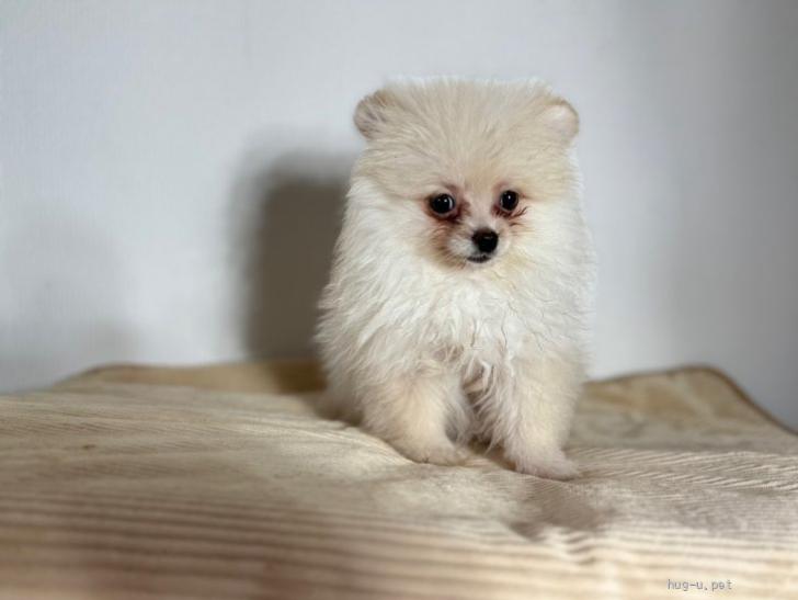 犬の里親募集】静岡県・ポメラニアン・ふくちゃん（ID:2505-00555