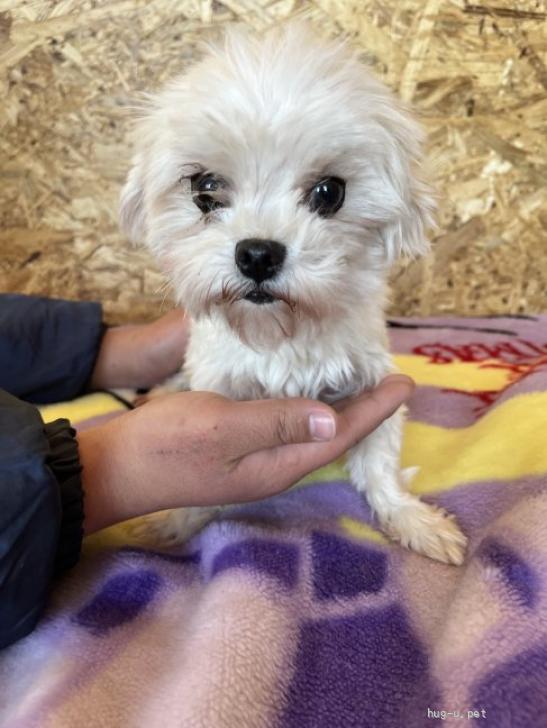 犬の里親募集】静岡県・マルチーズ・小さなマルチーズ（ID:2502-00436