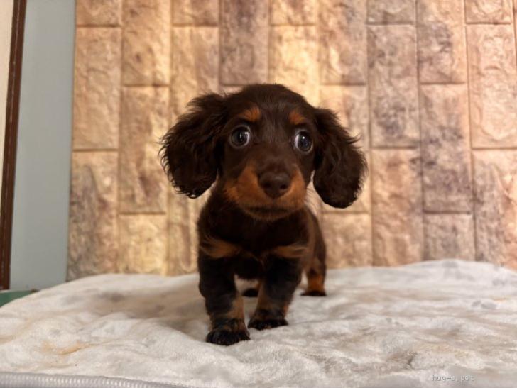 犬の里親募集】静岡県・ミニチュアダックスフンド(ロング)・あいちゃん