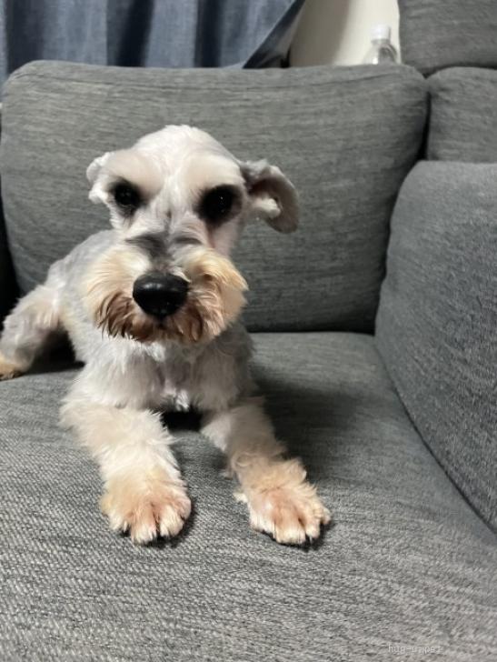 犬の里親募集】静岡県・ミニチュアシュナウザー・キング（ID:2512
