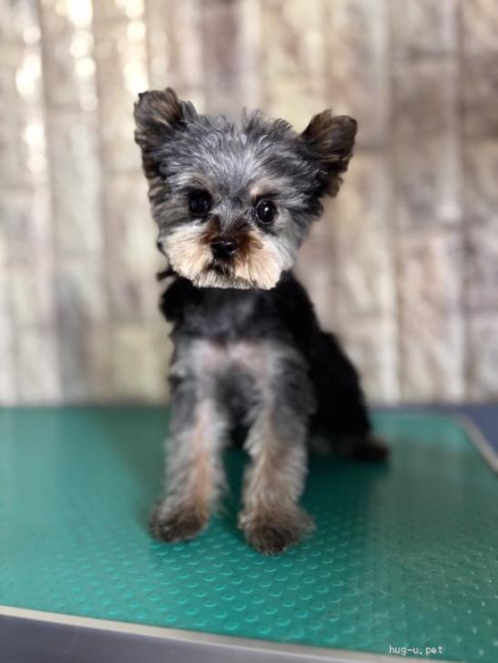 犬の里親募集】静岡県・ヨークシャーテリア・可愛いヨーキー（ID:2601