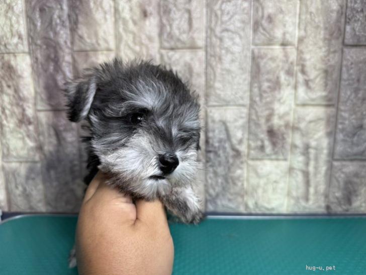 犬の里親募集】静岡県・ミニチュアシュナウザー・ムック（ID:2510