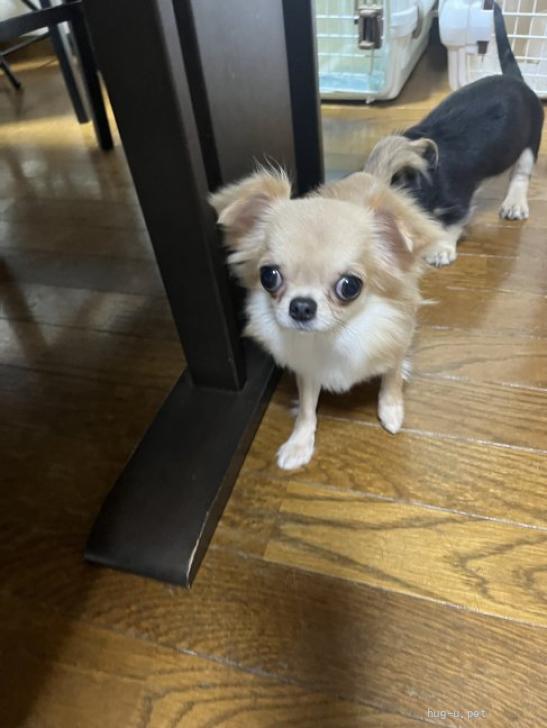 犬の里親募集】静岡県・チワワ(ロング)・小さなチワワ（ID:2508-02089