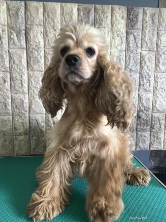 アメリカンコッカースパニエル☆オーダー☆ 犬の里親募集】静岡県・アメリカンコッカースパニエル・可愛い