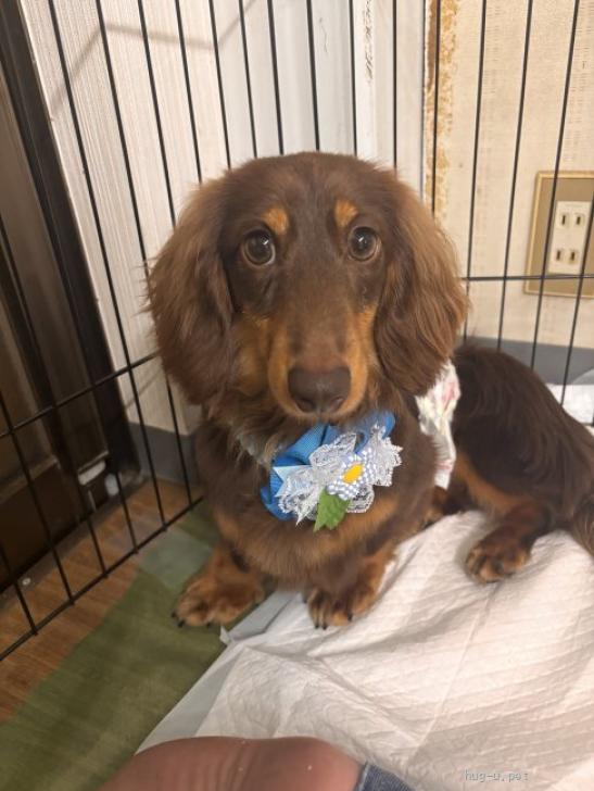 犬の里親募集】静岡県・ミニチュアダックスフンド(ロング)・マカロン