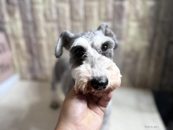 犬の里親募集】静岡県・ミニチュアシュナウザー・ここちゃん（ID:2509