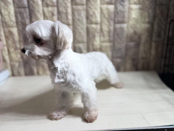 犬の里親募集】静岡県・マルチーズ・たまちゃん（ID:2509-01085