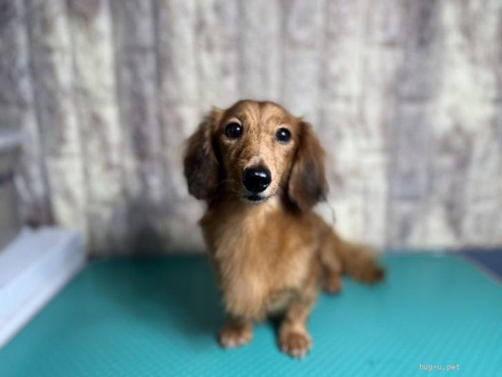 犬の里親募集】静岡県・ミニチュアダックスフンド(ロング)・ミニチュア
