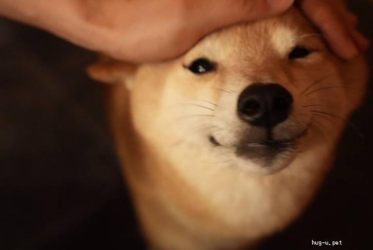 犬の里親募集】長野県・柴犬・豆柴の新しい家族を探しています（ID