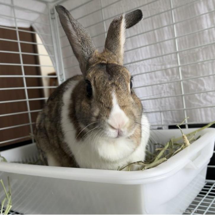 里親決定】憂ちゃん（ホイップちゃん） | Team Rabbiness Chiba