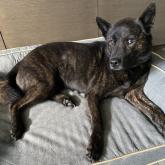 甲斐犬