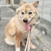 雑種