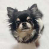 チワワ(ロング)