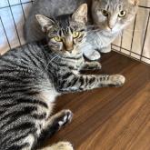 雑種