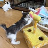 雑種