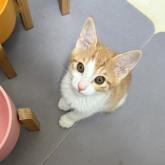雑種