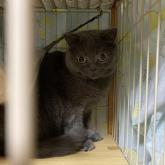 ブリティッシュショートヘア