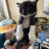雑種