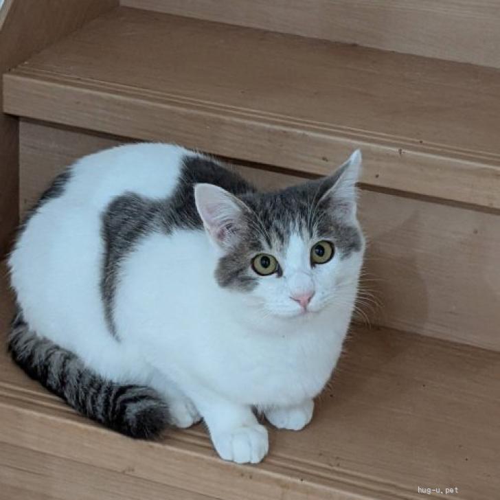 猫の里親募集】千葉県・雑種・キジ白ミクちゃん（ID:2511-02180