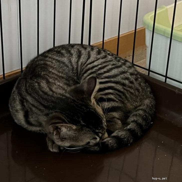 猫の里親募集】千葉県・雑種・⭐️迎えにきてね⭐️かまちょのミエド（ID:2407-01614）｜ハグー -みんなのペット里親情報