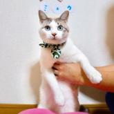 雑種