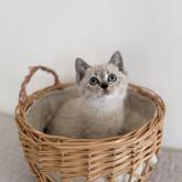 雑種