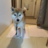 柴犬